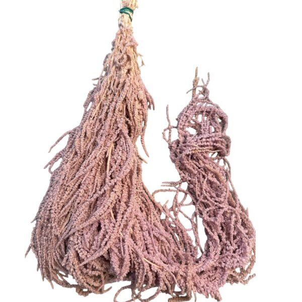 Lavender amaranthus 82