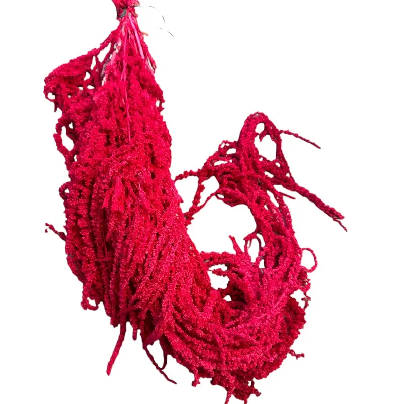 Fuchsia amaranthus