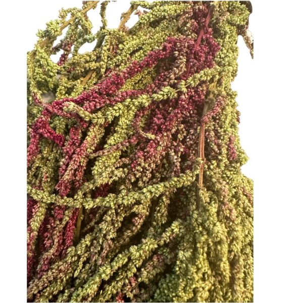 Green/brown amaranthus