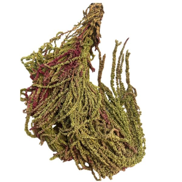 Green/brown amaranthus