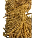 Green amaranthus 63