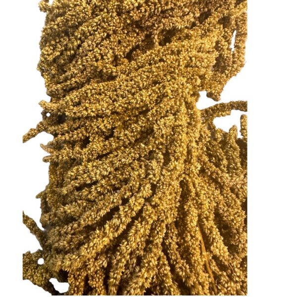 Green amaranthus 63