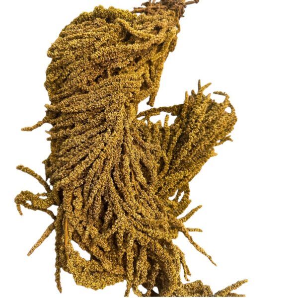 Green amaranthus 63