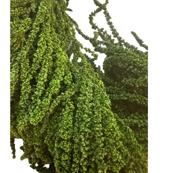 Dark green 67