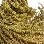 Preserved Light green amaranthus 69 - Image 2