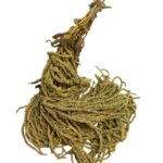 light green amaranthus 69