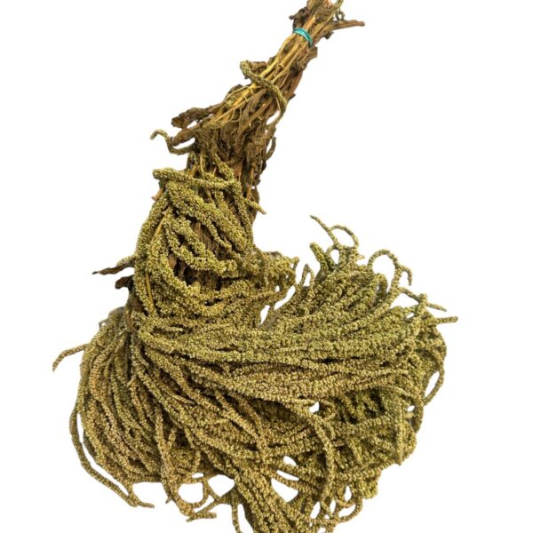 light green amaranthus 69