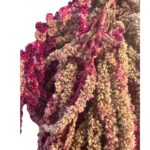 Preserved Brown/fuchsia Amaranthus - Image 4