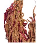 Preserved Brown/fuchsia Amaranthus - Image 3