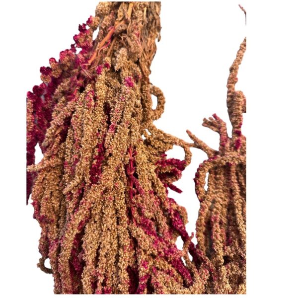 Preserved Brown/fuchsia Amaranthus - Image 3