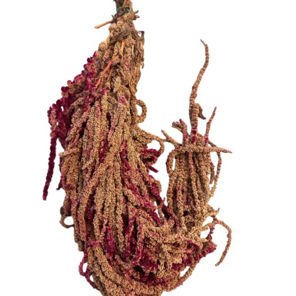 Brown/fuchsia Amaranthus