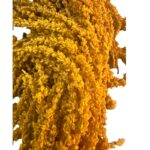 Preserved Mustard amaranth - Image 3