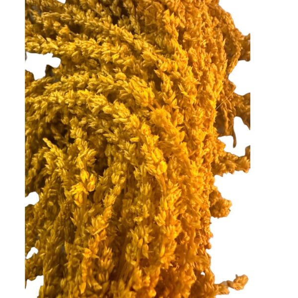 Preserved Mustard amaranth - Image 3