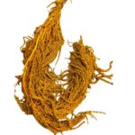 Mustard amaranth