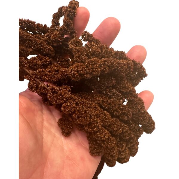 Preserved Dark brown amaranthus - Image 4