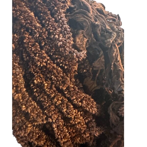 Preserved Dark brown amaranthus - Image 3