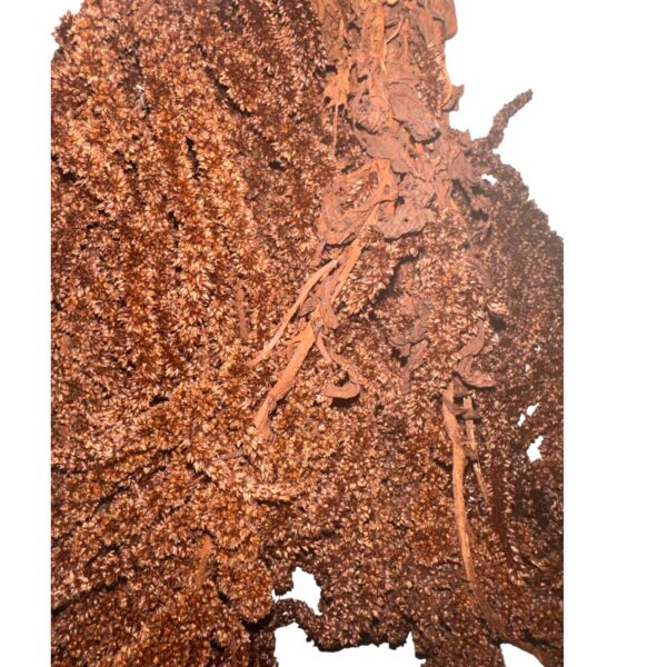 Preserved Dark brown amaranthus - Image 2