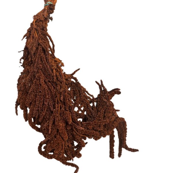 Dark brown amaranthus