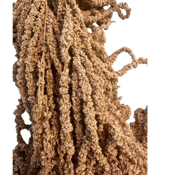 Preserved Amaranthus light brown 01 - Image 2