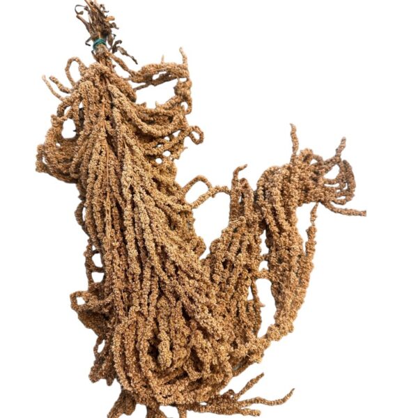 light brown amaranthus