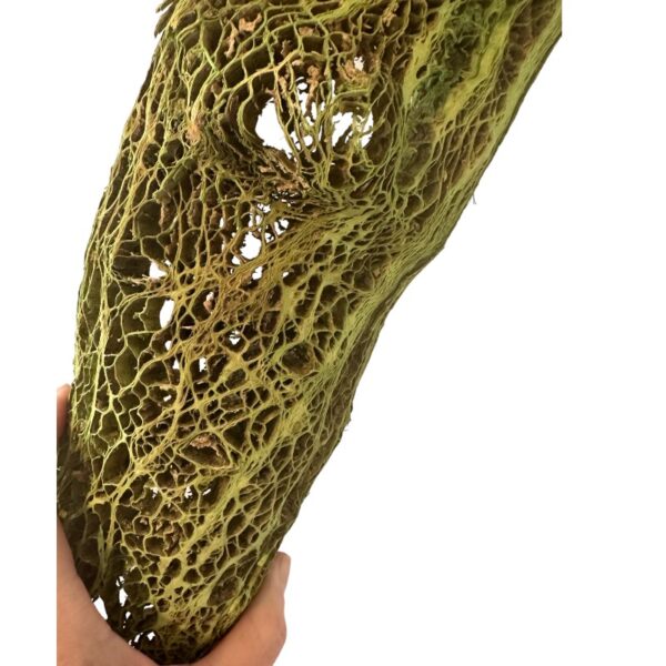 Preserved Agave bag, green - Image 6