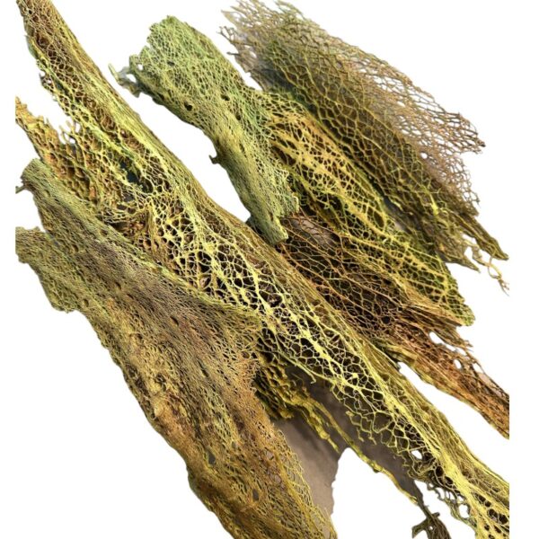 Preserved Agave bag, green - Image 2