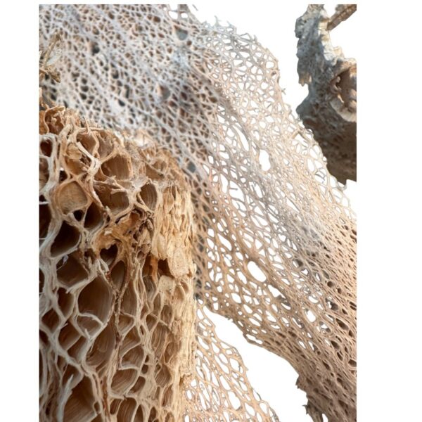 Preserved Agave beige, bag - Image 6