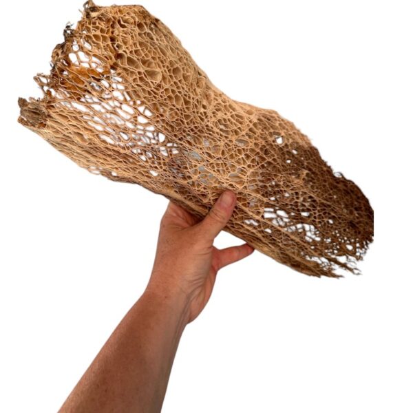 Preserved Agave beige, bag - Image 5