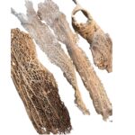 Preserved Agave beige, bag - Image 4