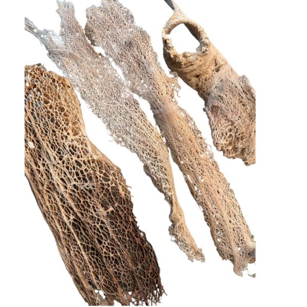 Preserved Agave beige, bag - Image 4