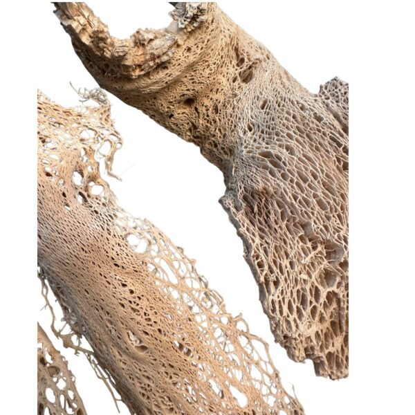 Preserved Agave beige, bag - Image 2