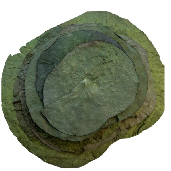 Preserved lotus leaves green