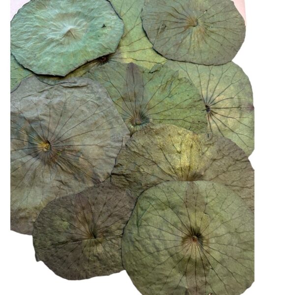 Preserved lotus leaves green - Image 2