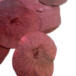 Preserved lotus leaves red - Image 3