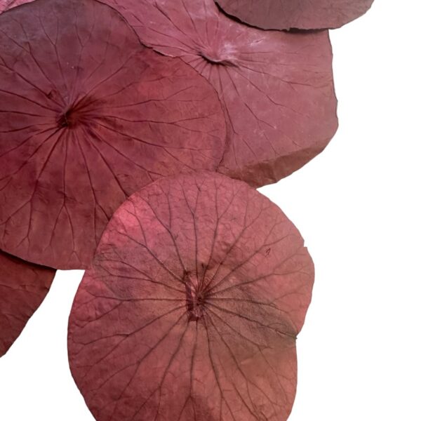 Preserved lotus leaves red - Image 3