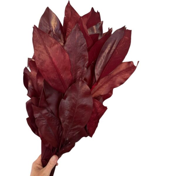 Preserved Magnolia - Image 4