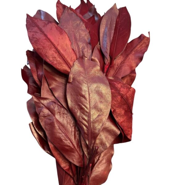 Preserved Magnolia