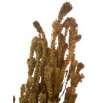 Preserved yellow green - Image 6