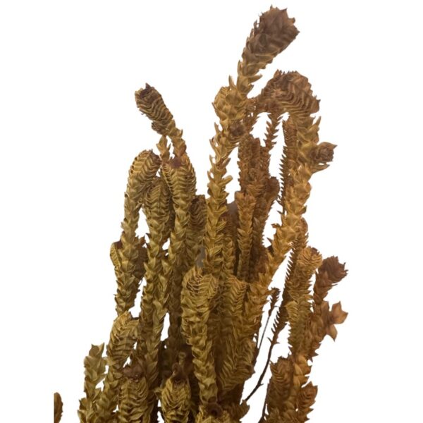 Preserved yellow green - Image 6