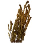 Preserved yellow green - Image 5