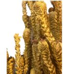 Preserved yellow green - Image 4