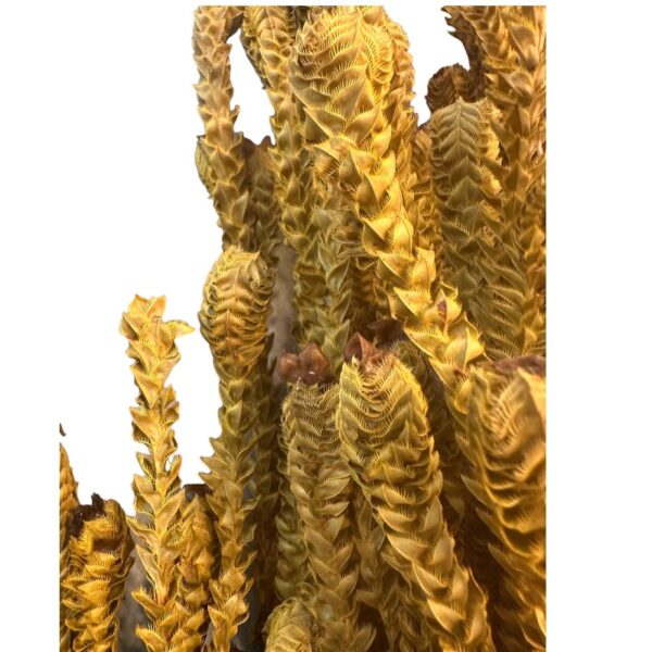 Preserved yellow green - Image 4