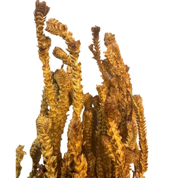 Preserved yellow green - Image 3