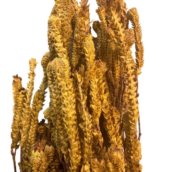 Preserved yellow green