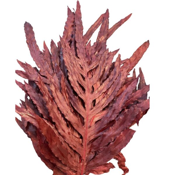 Preserved dragon fern red 57 - Image 5