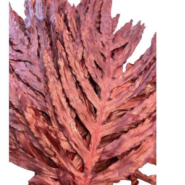 Preserved dragon fern red 57 - Image 3