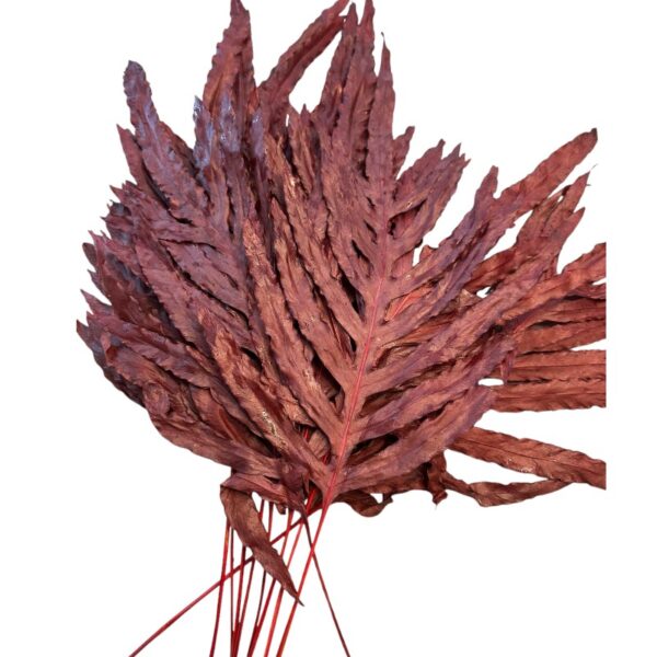 Preserved dragon fern red 57 - Image 2
