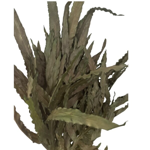 Preserved dragon fern green 67 - Image 2