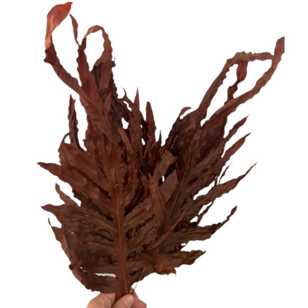 Preserved dragon fern brown 29 - Image 8