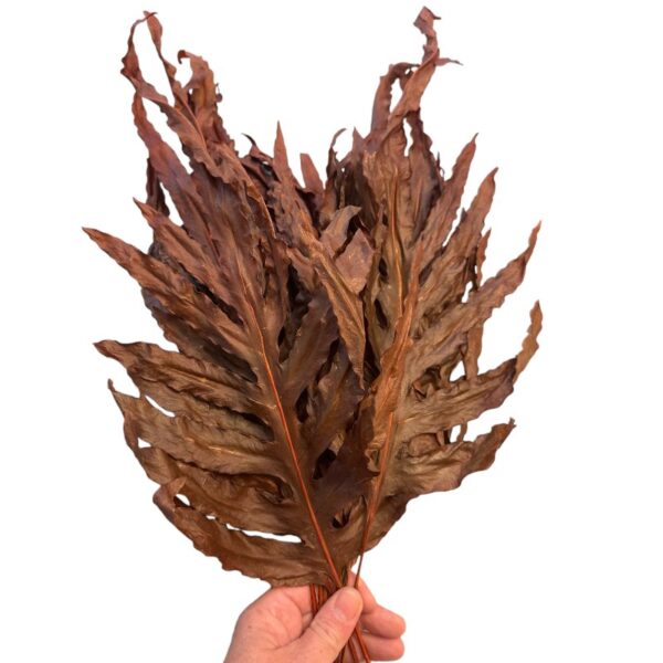 dragon fern brown